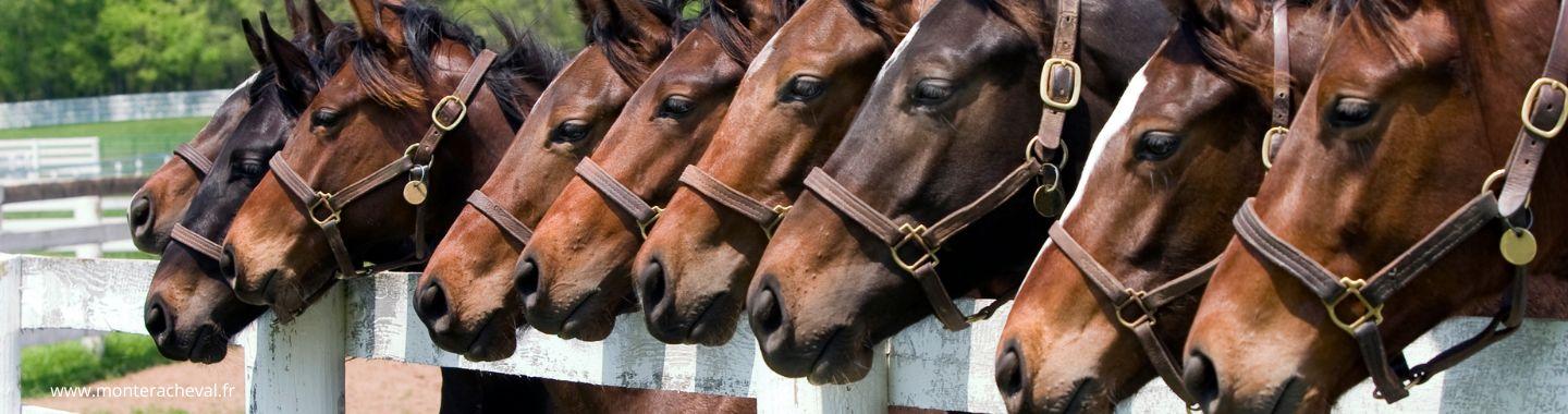 Banner for Monter à Cheval